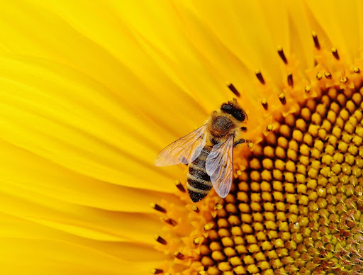 Why Are Bees So Important to Your Yard