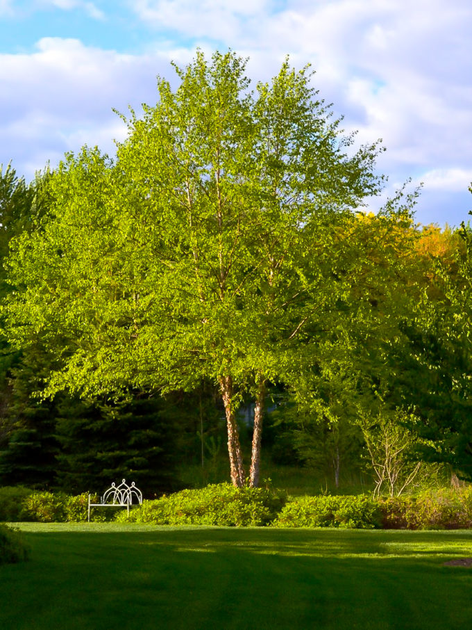 Why You Should Plant Birch Trees in Your Garden - The Dedicated House