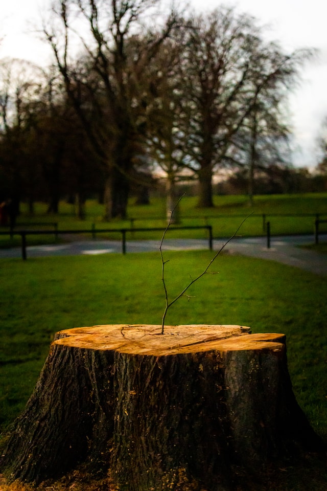 Best Ways to Remove a Tree Stump - The Dedicated House